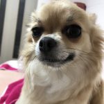 ペット可大特集♪